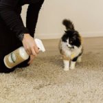 Best Carpet Cleaner for Cat Urine